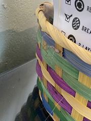 Pholcus phalangioides