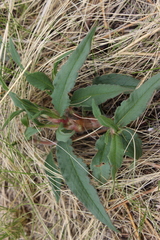 Persicaria angustifolia
