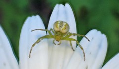Australomisidia rosea