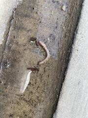 Lumbricus terrestris