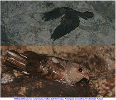 Steatornis caripensis