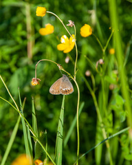 Coenonympha hero