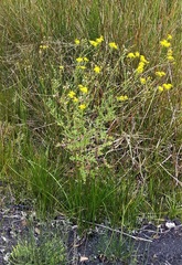 Senecio pinnatifolius alpinus