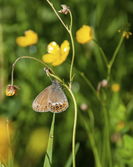 Coenonympha hero