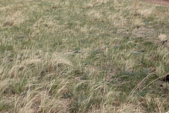 Stipa grandis