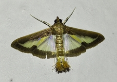 Diaphania elegans