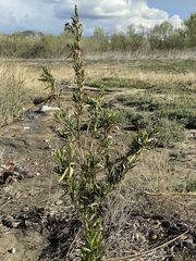 Baccharis salicifolia