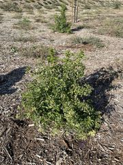 Sambucus cerulea