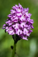 Neotinea tridentata commutata