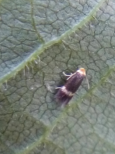 Hazel Leafminer Moth