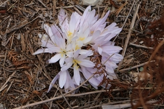 Colchicum decaisnei