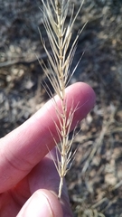Elymus riparius