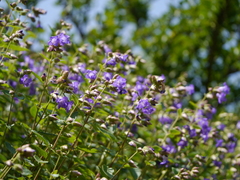 Strobilanthes reticulatus
