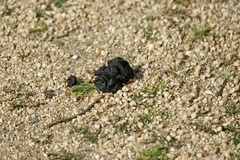 Cervus canadensis nannodes