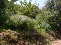 Strobilanthes reticulatus