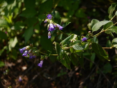 Strobilanthes reticulatus