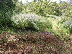 Strobilanthes reticulatus