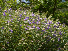 Strobilanthes reticulatus