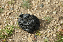 Cervus canadensis nannodes