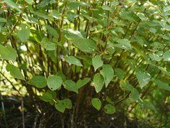 Strobilanthes reticulatus