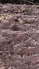 Dentocorticium portoricense