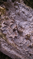 Dentocorticium portoricense
