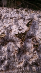 Dentocorticium portoricense
