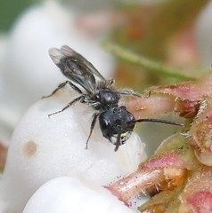Derandrena