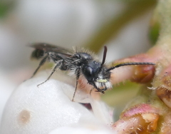 Derandrena