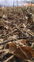 Thamnophis sirtalis semifasciatus