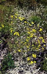 Senecio pinnatifolius alpinus