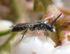 Derandrena