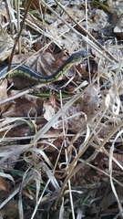Thamnophis sirtalis semifasciatus