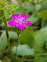 Dianthus strictus
