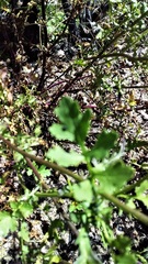 Senecio pinnatifolius alpinus