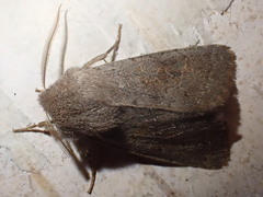 Orthosia populeti