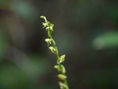 Peristylus aristatus