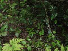 Peristylus aristatus