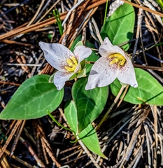 Pseudotrillium rivale