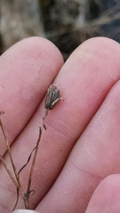 Bidens discoidea