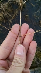 Bidens discoidea