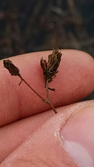 Bidens discoidea