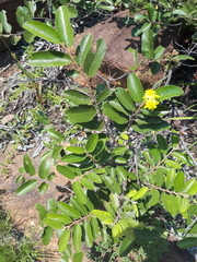 Grewia rogersii