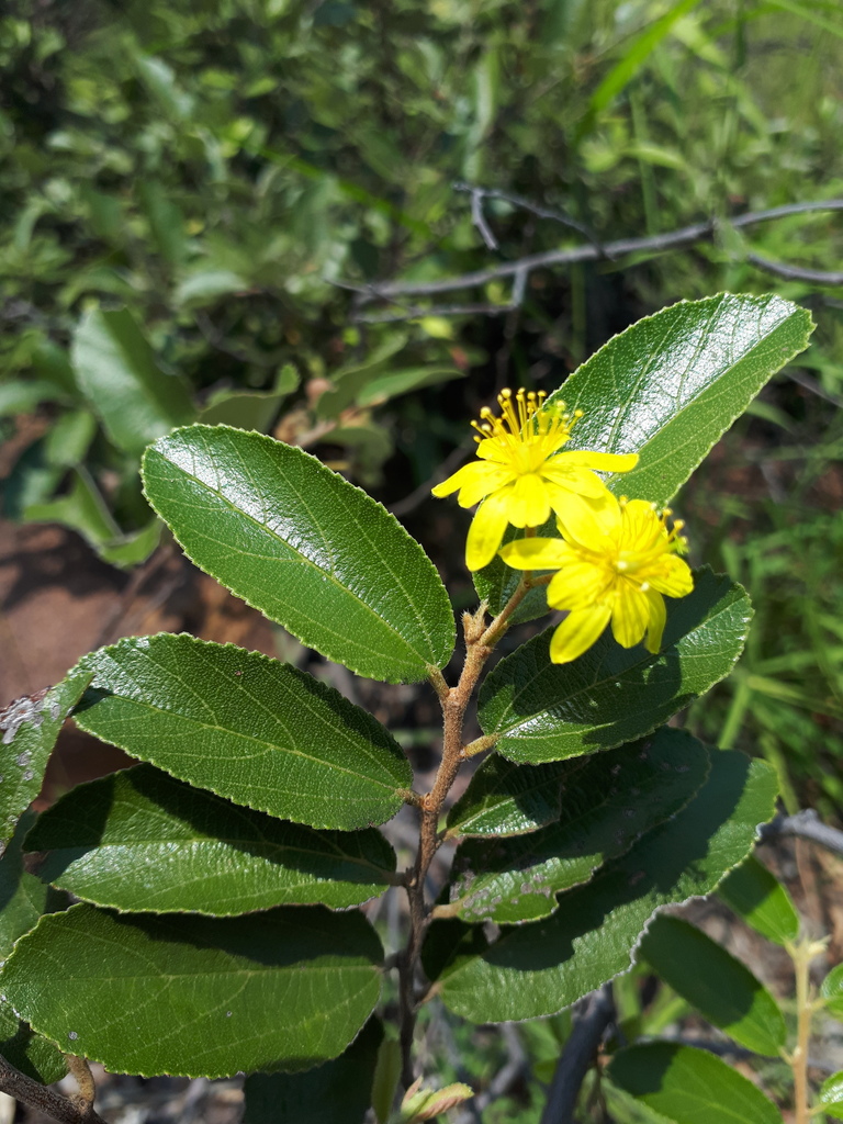 Waterberg Raisin