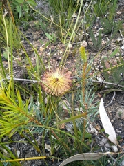 Banksia sphaerocarpa