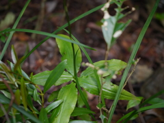 Peristylus aristatus