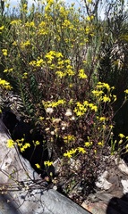 Senecio pinnatifolius alpinus