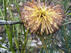 Banksia sphaerocarpa