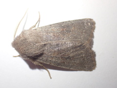 Orthosia populeti