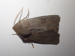 Orthosia populeti